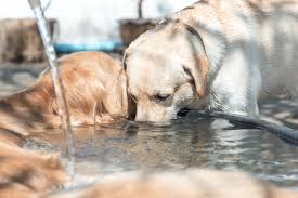 Dogs, like humans, need to drink water every day as they are at at puppy age, many animals produce the lactase enzyme, responsible for decomposing the lactose. Does Your Dog Ignore The Water Bowl 5 Sneaky Ways To Keep Your Pup Hydrated