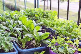 Maybe you would like to learn more about one of these? The Best 11 Vegetables To Grow In Pots And Containers Gardener S Path