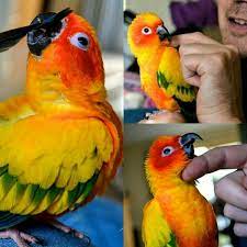 For Sale This Beautifully Hand Raised Female Sun Conure Is 4 Years Old And Looking For A New Loving Home Well Trained And Mu Pet Birds Sun Conure Conure Bird