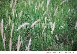 Image result for Cenchrus setaceus