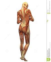 The following drawing on this page shows the muscles of the neck and shoulder region. Female Back Anatomy Drawing