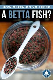 How Often Should I Feed My Betta Fish What S The Best Food For A Betta Can You Go The Diy Route And Breed Homemade Live Betta Fo In 2020 Betta Food