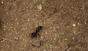Maybe you've seen a couple of large ants on the kitchen counter that carpenter ants eat dead insects and other small invertebrates, as well as scale insects from plants outside your home and the honeydew secreted by. Get Rid Of Carpenter Ants Top Professional Exterminator Pest Control