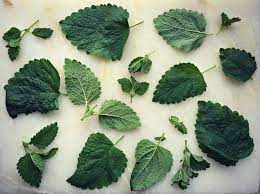 Learn vocabulary, terms and more with flashcards, games and other study tools. Growing And Foraging For Lemon Balm