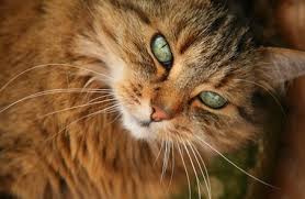 Certaines races de chats qui ont des yeux verts sont le bleu russe, le sokoke et le chat burmilla. Top 8 Des Races De Chats Aux Yeux Verts