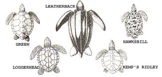 Sea Turtle Facts Sea Turtle Exploration