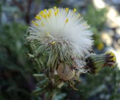 Image result for Senecio latifolius