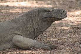 Komodo Island Indonesia 44 Komodo Dragon Komodo Komodo Dragon Pictures