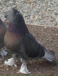 Blt Blt Adli Kullanicinin Guvercin Pidgeon Panosundaki Pin