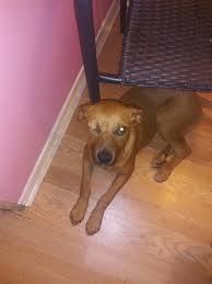 ● verified ibizan warren hound puppy classified ads. Ibizan Hound Puppies For Sale San Antonio Tx 322319