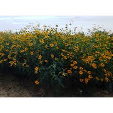 Image result for Aspilia helianthoides