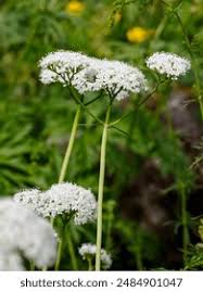 Image result for Valerianaceae