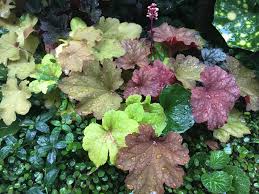 ヒューケラ ツボサンゴ の種類や花言葉は 花の色や開花時期は Horti ホルティ By Greensnap