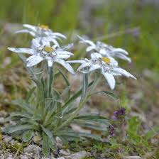 Edelweiss Strahlende Blutensterne Pflanzen Alpine Pflanzen Fotografie Blumen