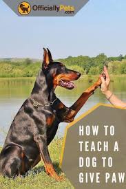 To teach your dog how to give paw, it needs to be in a sitting position. How To Teach A Dog To Give Paw Easy Dog Tricks For Beginners Teaching Your Dog Tricks Is Not Only Something To Dog Training Dog Tricks Easy Puppy Training
