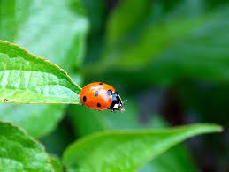 Ladybug Beetle Garden Red Spotted Leaf Nature Green Animal Pikist