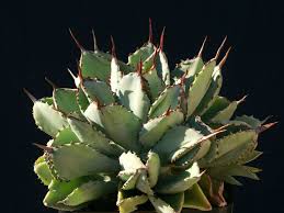 The cactus flowers during spring and summer and they are usually red, violet, pink or orange. Agave Potatorum Cubic World Of Succulents Succulents Agave Plant Cacti And Succulents