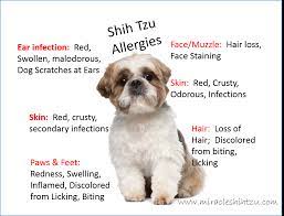 Shih Tzu Allergies Everything You Must Know
