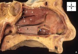 Each of these sinuses are named after the skull bone in. Logan S Illustrated Human Anatomy
