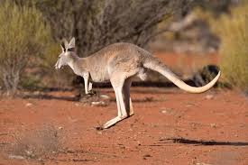 Органайзер kangaroo keeper супер вещь! How And Why Do Kangaroos Hop Bbc Wildlife Magazine Discover Wildlife