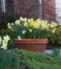 Top questions about container tulips. How To Grow Spring Bulbs In Containers