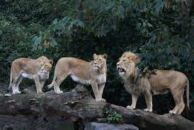 Lagi hits 3.786.904 views7 months ago. Q Zeit2sc77asm