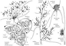 Image result for Volkiella disticha