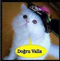Kedi Replikleri 3 Panosundaki Pin