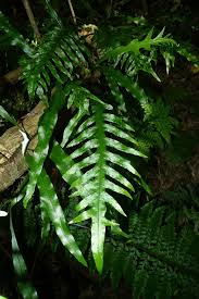 Image result for Microsorum scandens