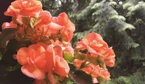 Maybe you would like to learn more about one of these? How To Take Care Of A Rieger Begonia