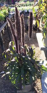 We did not find results for: Millet Cenchrus Americanus Purple Baron Garden Org