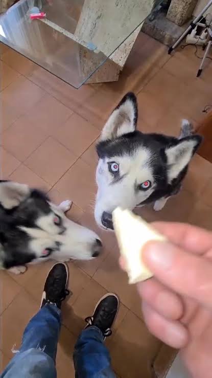 Los perros más famosos de TIKTOK en acción ???? | TikTok