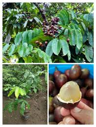 Informasi dan pemesanan hubungi telp. Jual Produk Tanaman Bibit Cangkok Termurah Dan Terlengkap Maret 2021 Bukalapak