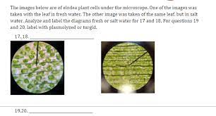 A cell is a very tiny structure which exists in living bodies. The Images Below Are Of Elodea Plant Cells Under The Chegg Com