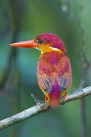 Pin On Favorite Birds