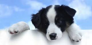 Top 5 picks for best wet dog food for puppies in 2021. 12 Worst Dog Food Brands To Avoid This Year 2021 Avid Pup
