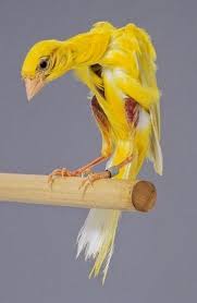 Gibber Italicus Canary Kus