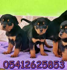 yavru rottweiler fiyatlari rottweiler