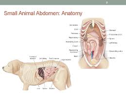 Use the mouse scroll wheel to move the images up and down alternatively use the tiny arrows (>>) on both side of the image to move the images.>>) on both side of the image to move the images. 1 Abdominal Positioning Small Animal Special Procedures Chapters