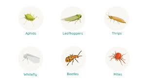 How to conduct a pest analysis for your company. Pest Control Managing Sucking Pests