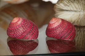Strawberry Top Shells Clanculus Puniceus East Africa Indian Ocean