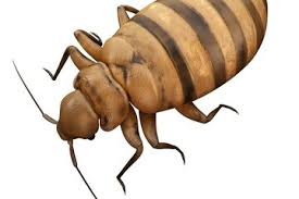 Contact us now to learn more about our bed bug extermination company. Why Florida Is A Top Destination For Bed Bugs