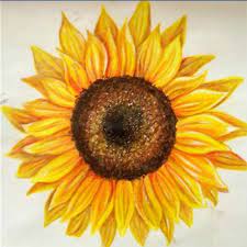 How do you draw flowers step by step? Color Easy Color Sunflower Drawing Novocom Top