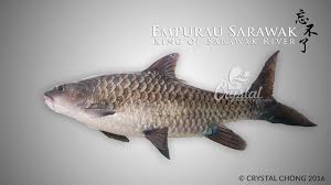 Ikan empurau merupakan ikan air tawar boleh dimakan yang paling mahal di malaysia. Empurau Sarawak Empurau Fish Tor Tambroides Home Facebook