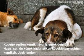Kopege Islemek Kemiktir Kopekle Kemik Kopek Hayir Paylastigin Jack Acken 1529230999 972 1188 Renkli Hayvanlar Ile Ilgili Resim Street Dogs Dog Photography Dogs