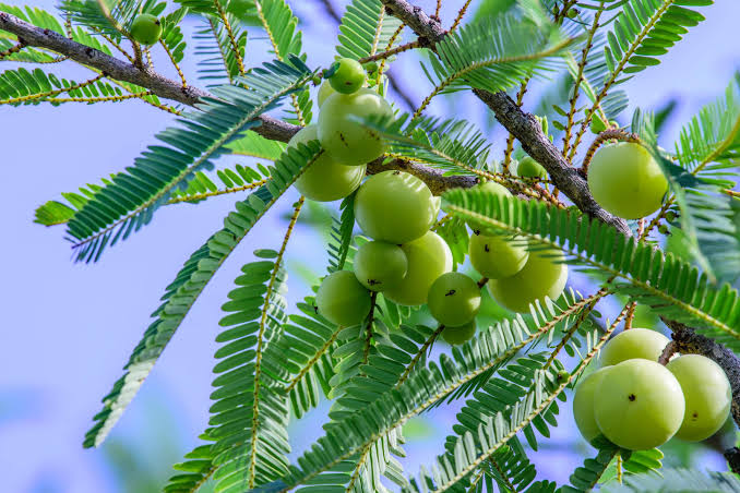 Amalaki: The Best Vitamin C Berry | John Douillard's LifeSpa