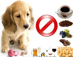 Alimentos permitidos e proibidos para cães e gatos - Núcleo de ...