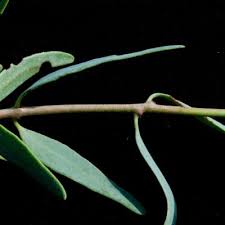 Image result for Tapinanthus dependens