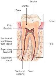 How to tell if you need a root canal on a crowned tooth. Root Canal Explained American Association Of Endodontists