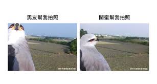 在屏東鳳梨田的梗圖黑翅鳶 猛禽 148694 癮科技cool3c formosa animals parrot